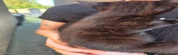 Mixed Breed cats for sale: Kittens looking for forever home in Stowmarket - Advert 10