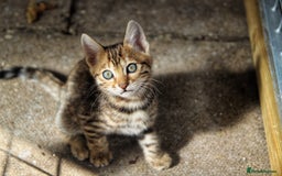 Bengal cats for sale: 🤎 WORLD CLASS BENGAL KITTENS 🤎 - Image 16