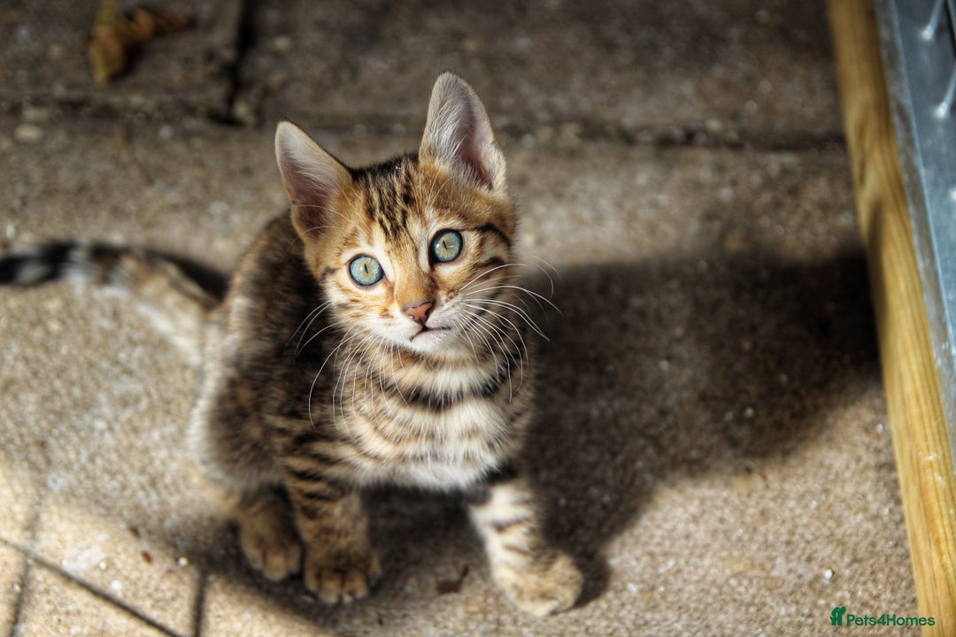 Bengal cats for sale: 🤎 WORLD CLASS BENGAL KITTENS 🤎 - Image 16