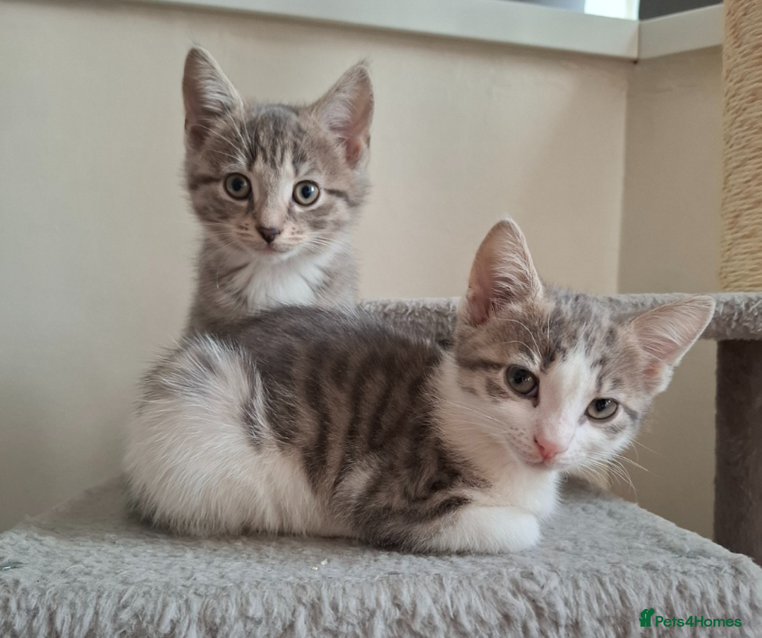 Mixed Breed cats for sale: 2 Girl Kittens - Advert 3
