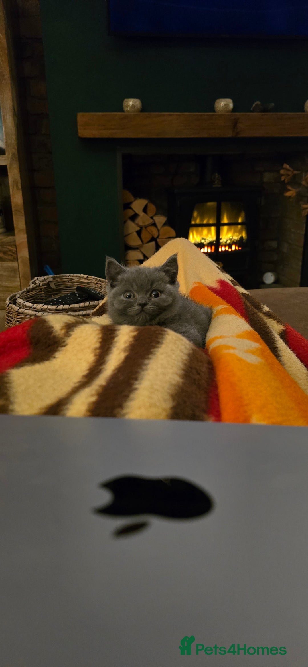 British Shorthair cats for sale: Adorable British Shorthairs. Ready 29/12. - Advert 5