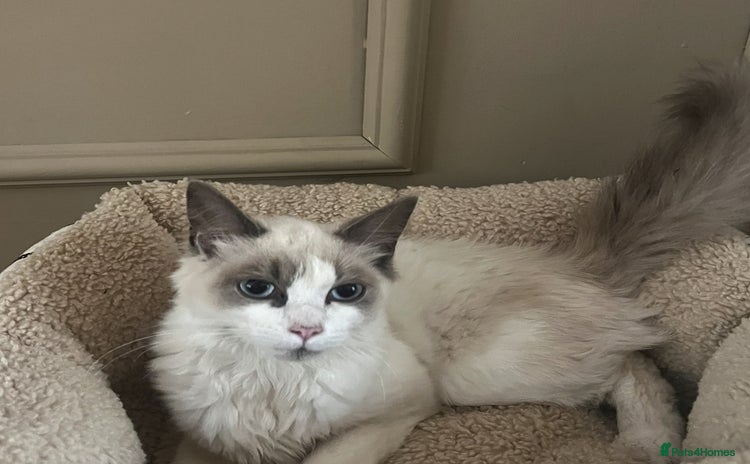 Ragdoll cats - Advert 12
