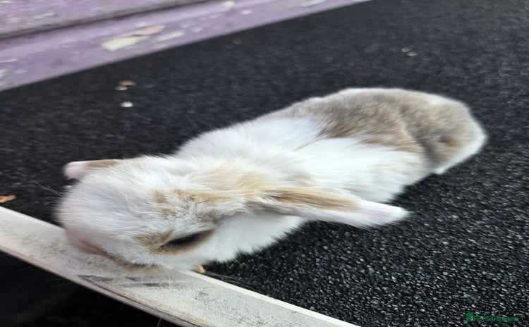 Mini Lop rabbits - Advert 14