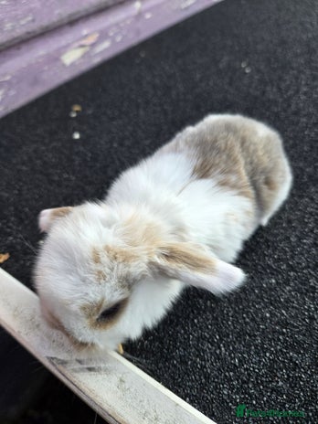 Mini Lop rabbits - Advert 14