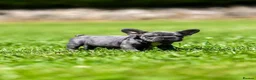 French Bulldog dogs for sale: French bulldogs - Advert 6