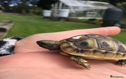 Hermann Tortoise reptiles for sale: Baby Hermanns tortoises  - Advert 1