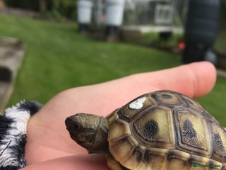 Hermann Tortoise reptiles for sale: Baby Hermanns tortoises - Advert 1