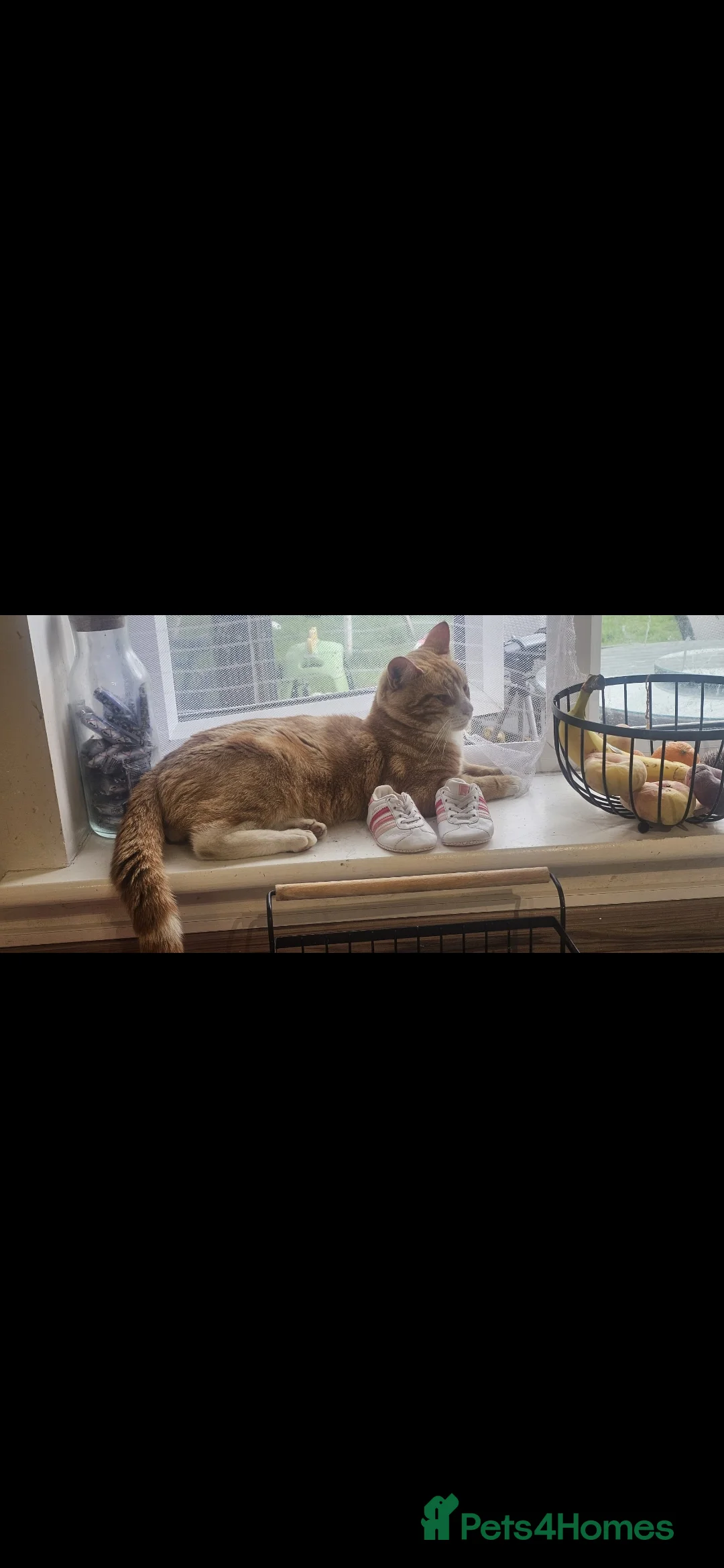 Mixed Breed cats for sale: X2 Male cats  - Advert 3