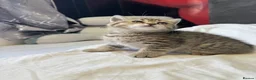 Scottish Fold cats for sale: Scottish Fold Kittens Available  - Advert 17