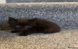 Maine Coon cats for sale: Mainecoon pure kittens  - Image 6