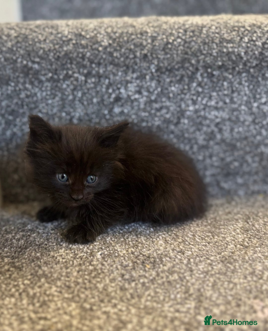 Maine Coon cats for sale: Mainecoon pure kittens  - Image 6