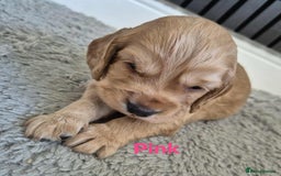 Cocker Spaniel dogs for sale: Working Cocker Spaniel Puppies for Sale - Image 21