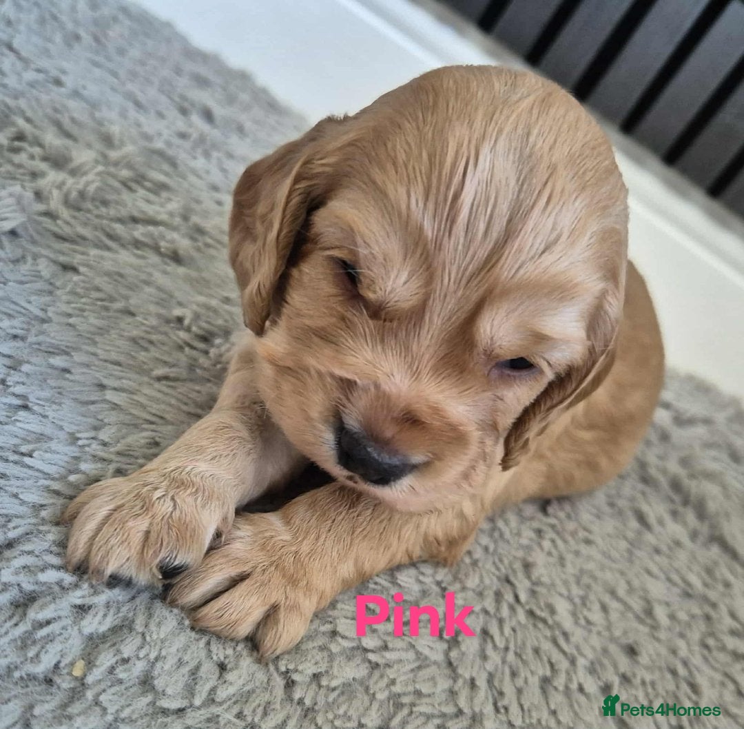 Cocker Spaniel dogs for sale: Working Cocker Spaniel Puppies for Sale - Image 21