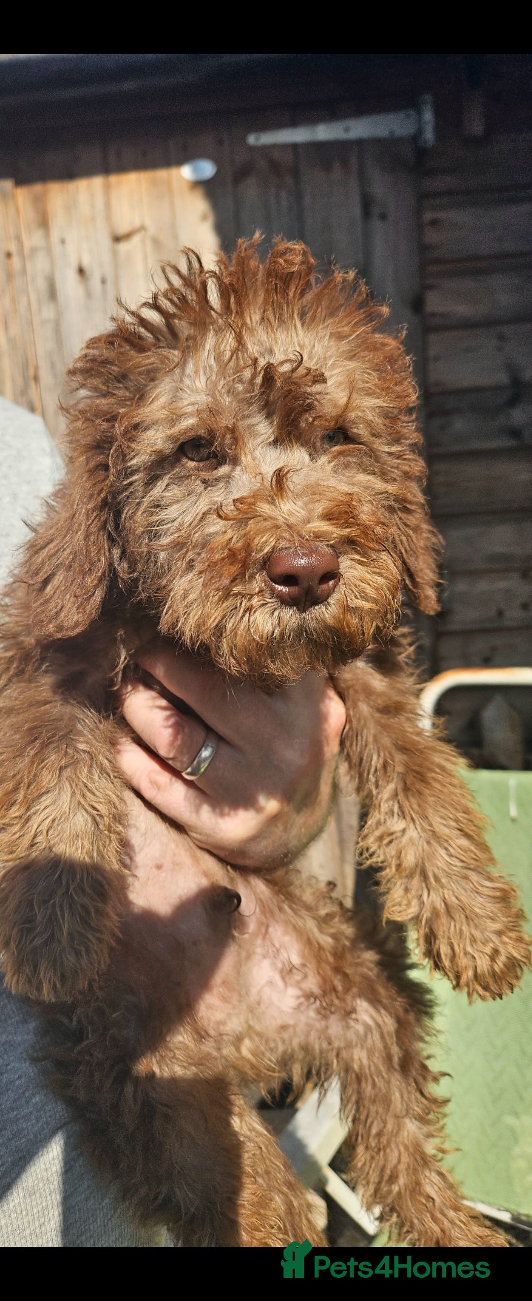 Mixed Breed dogs for sale: Miniature labradoodle cockapoo bedlington pup - Image 2
