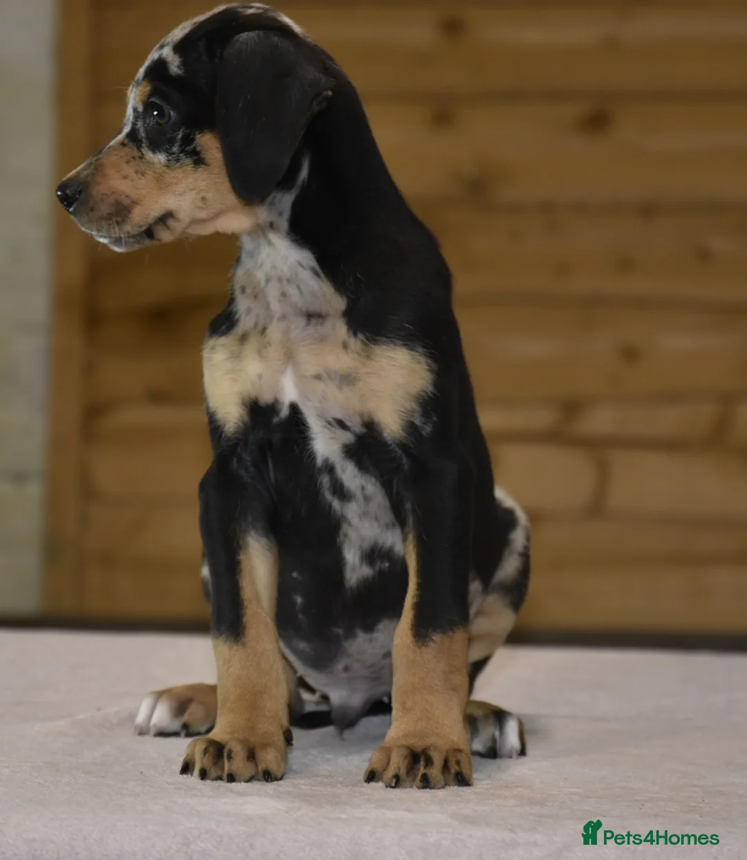 Mixed Breed dogs for sale: Unique hybrid dobermann puppies - Advert 14