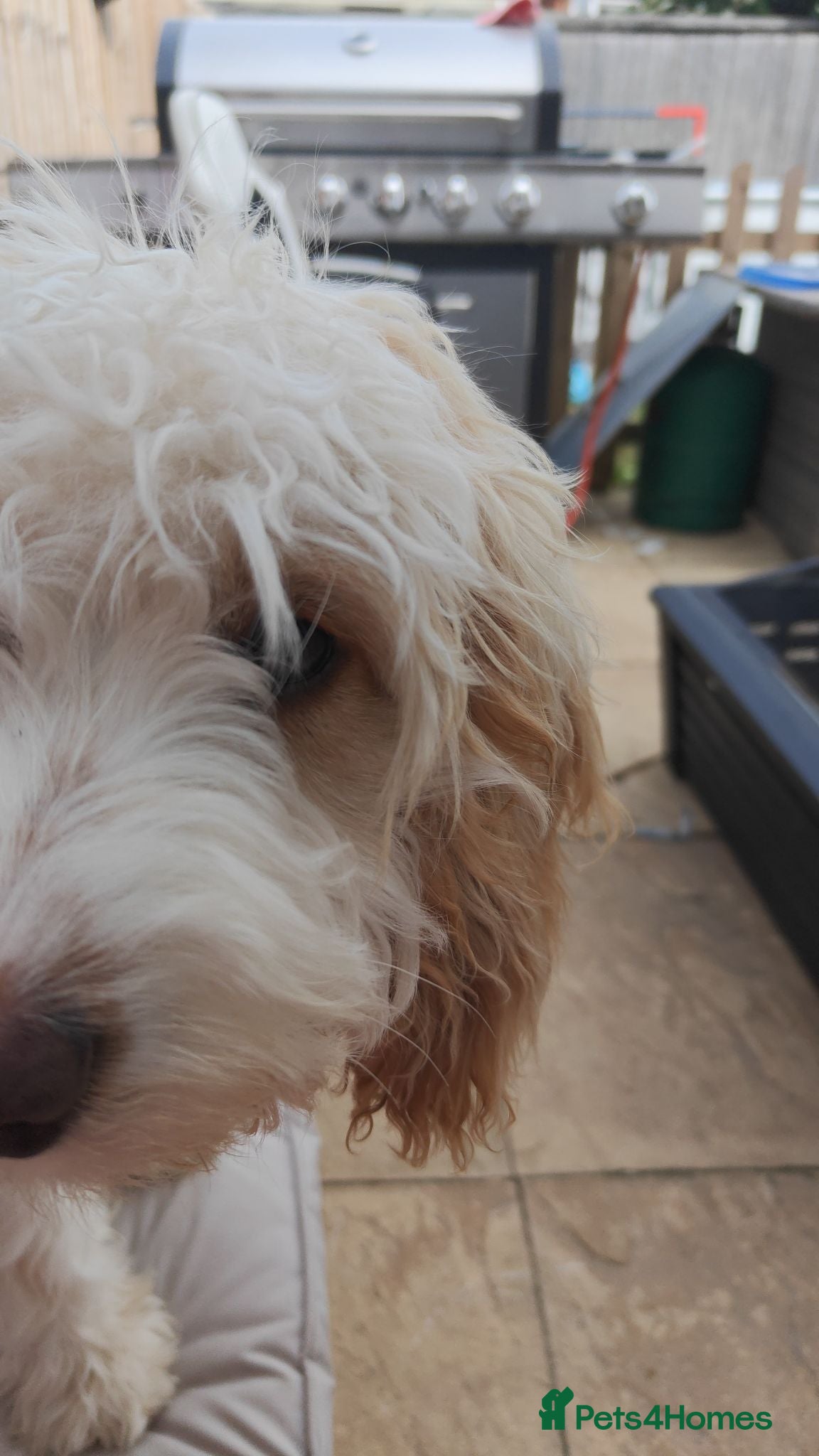Cockapoo dogs 7 month puppy for re-home  - Advert 2