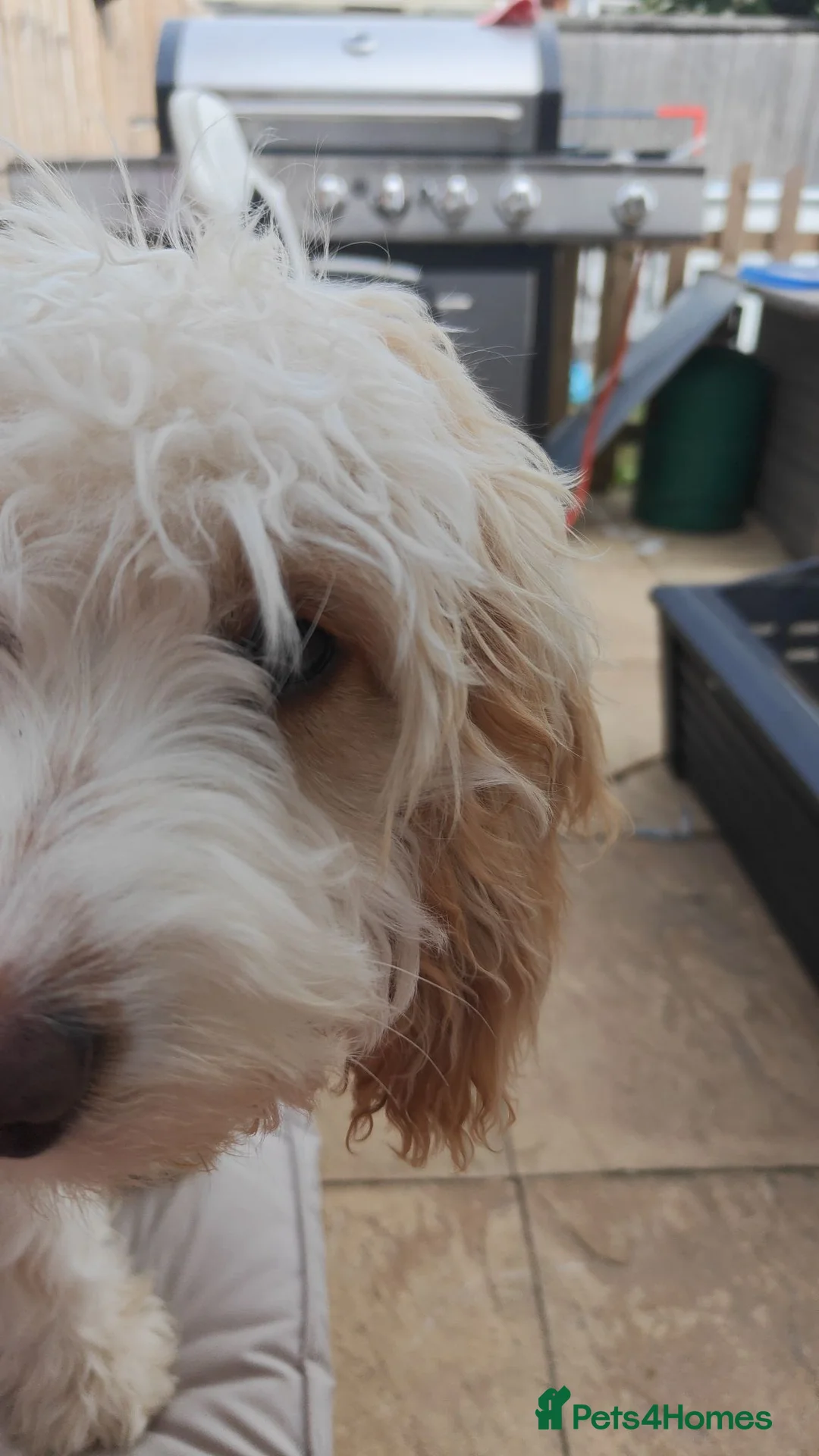 Cockapoo dogs for sale: 7 month puppy for re-home  - Advert 2