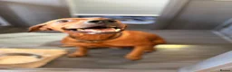 Mixed Breed dogs for sale: Rhodesian Ridgeback x Fox Red Labrador  - Advert 10