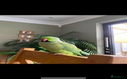 Parrots birds for sale: George the Indian Ringneck - Image 4