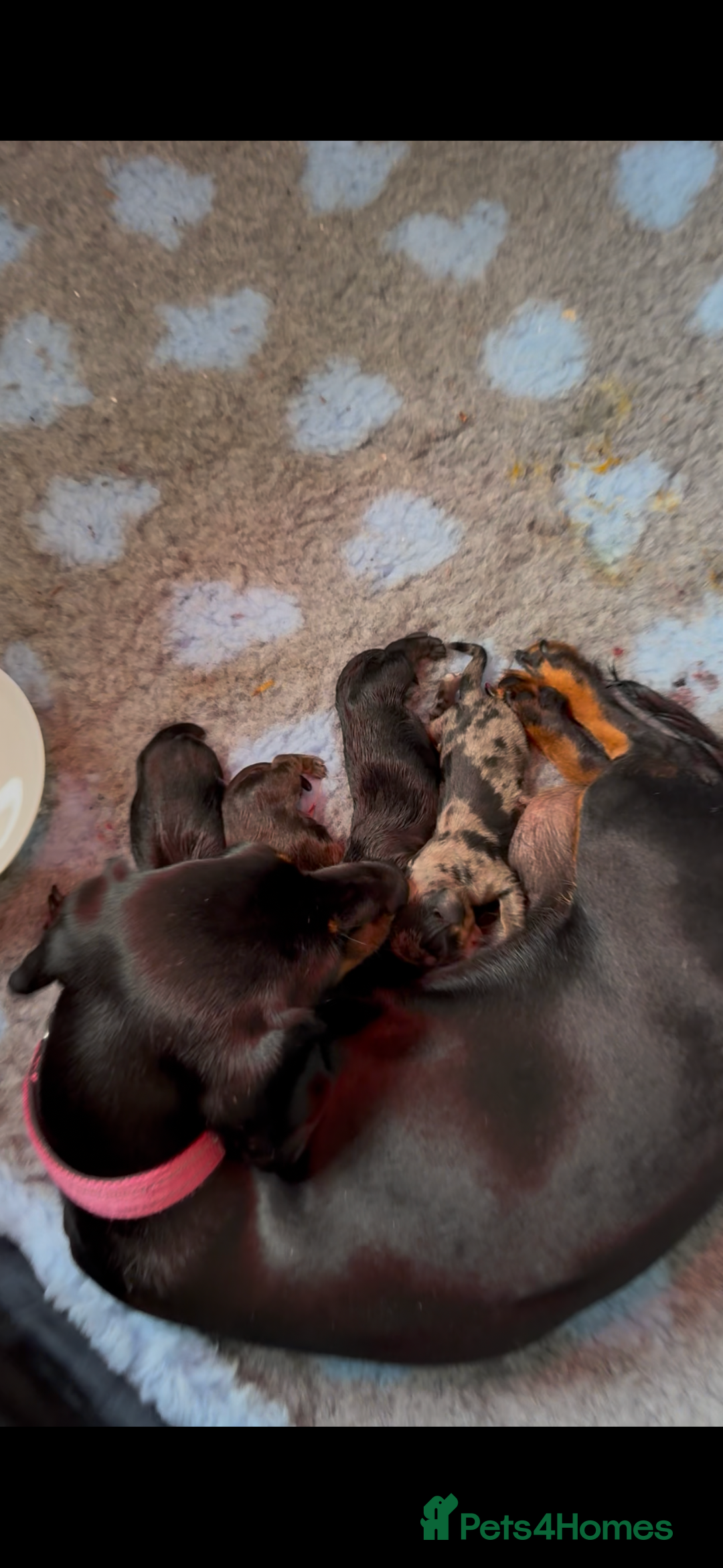 Miniature Dachshund dogs for sale: Miniature dachshund (long haired & short hair) - Image 10