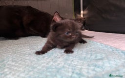 British Shorthair cats for sale: Two Diminutive Overlords Seeking Human Staff - Image 4