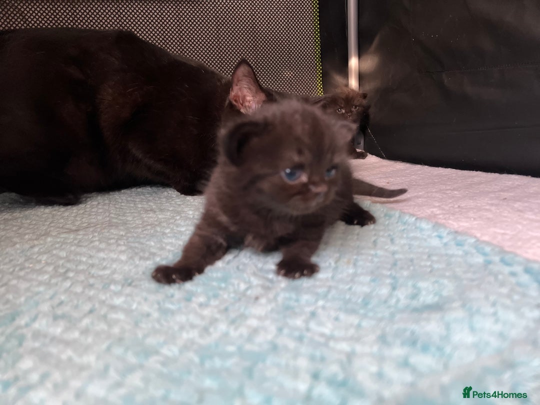 British Shorthair cats for sale: Two Diminutive Overlords Seeking Human Staff - Image 4