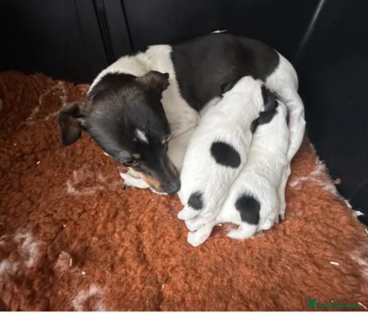 Jack Russell dogs Beautiful Jack Russell pups  - Advert 2
