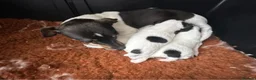 Jack Russell dogs for sale: Beautiful Jack Russell pups  - Advert 2
