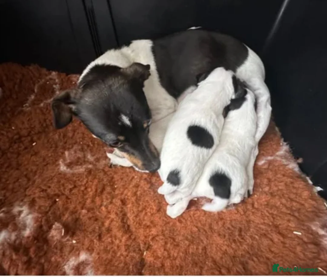 Jack Russell dogs for sale: Beautiful Jack Russell pups  - Advert 2
