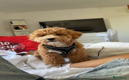 Shihpoo dogs for sale: Female Shihpoo in Walsall - Image 1