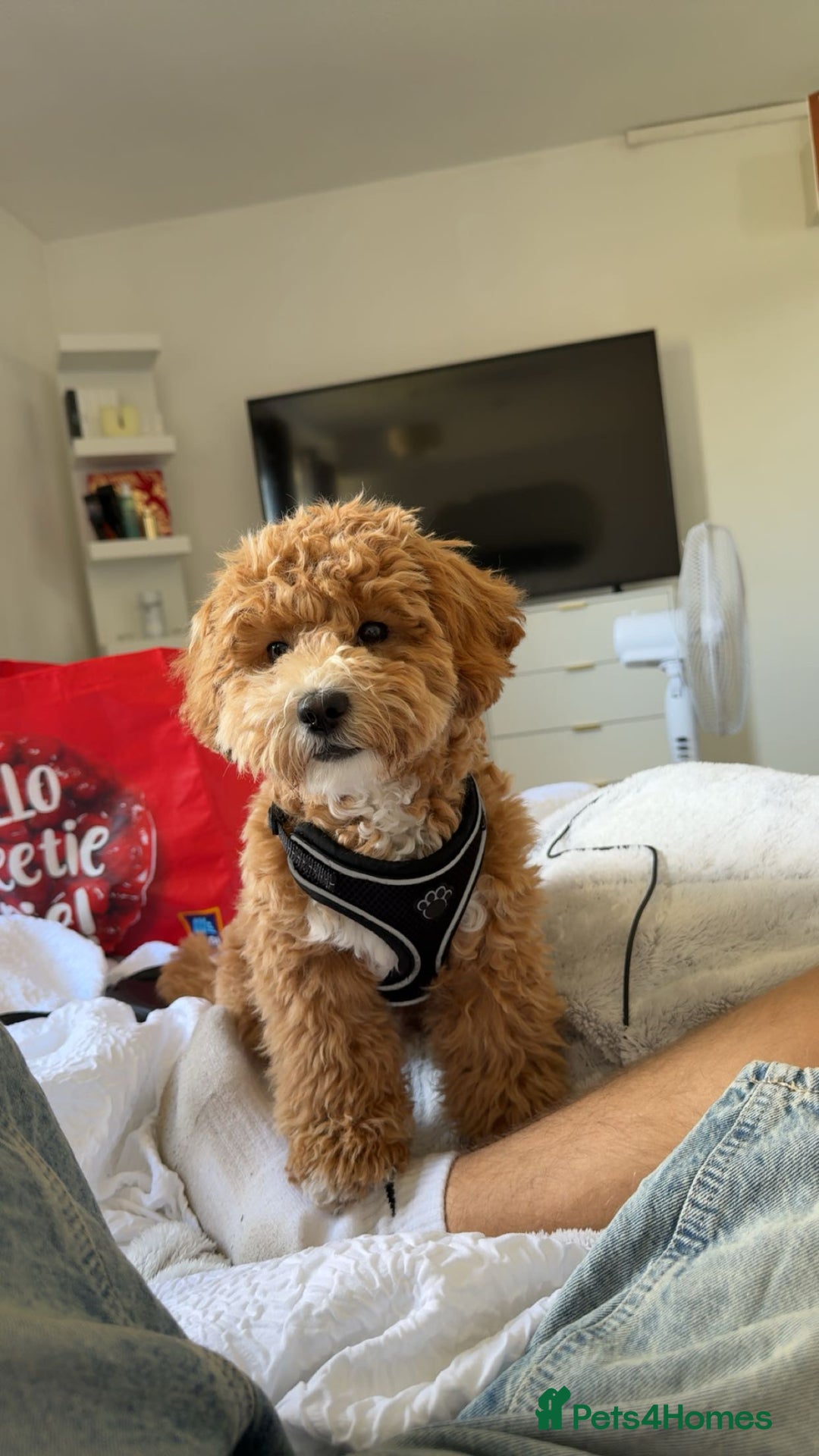 Shihpoo dogs for sale: Female Shihpoo in Walsall - Image 1