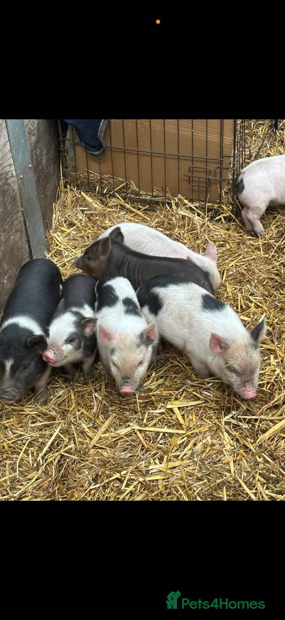 Pig livestock juliana piglets  - Advert 2