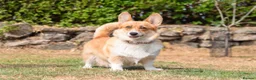 Welsh Corgi Pembroke dogs for sale: Beautiful Welsh Pembroke corgi female  - Advert 4