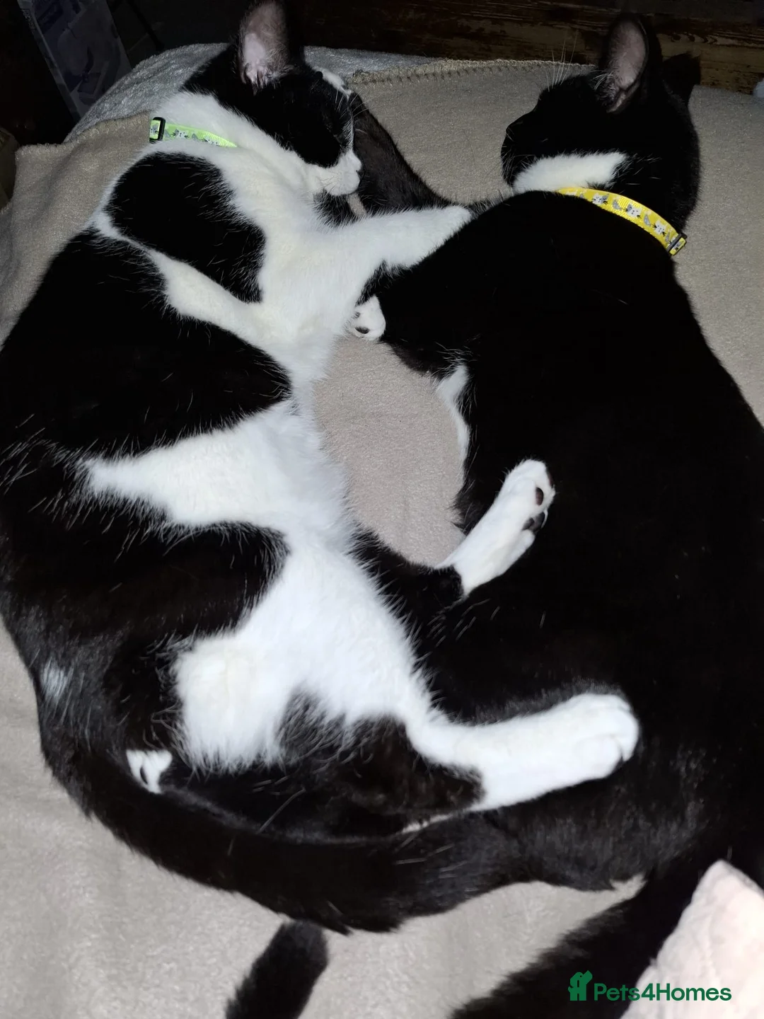 Mixed Breed cats for sale: Young Brothers D.O.B 18/07/25 - Advert 1