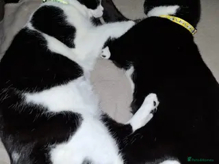 Mixed Breed cats Young Brothers D.O.B 18/07/25 - Advert 4