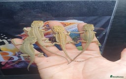 Dragon reptiles for sale: High end bearded dragons at pet prices  - Image 10
