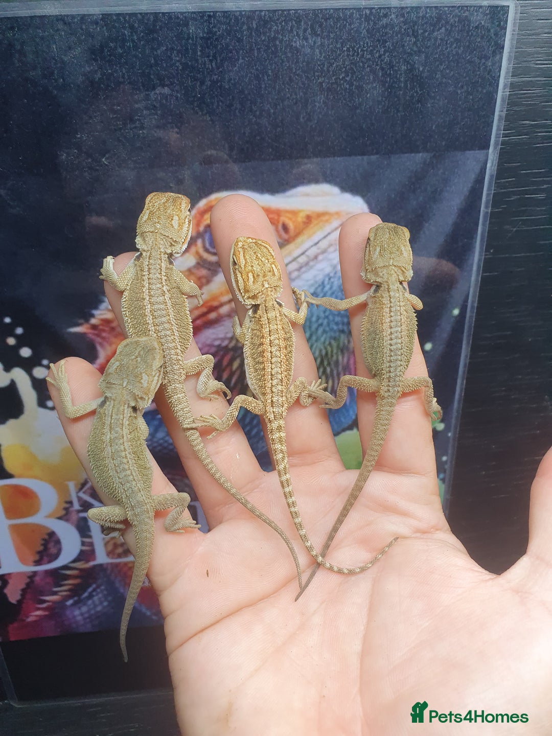 Dragon reptiles for sale: High end bearded dragons at pet prices  - Image 10