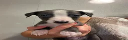 Whippet dogs for sale: Whippets  - Advert 14