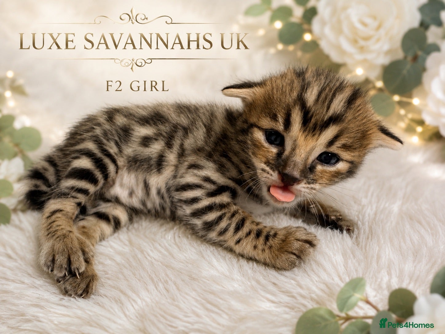 Savannah cats 🐆 Rare pedigree F2 & F3 Savannah Kittens 🐆 - Advert 9