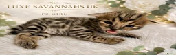 Savannah cats for sale: 🐆 Rare pedigree F2 & F3 Savannah Kittens 🐆 - Advert 2