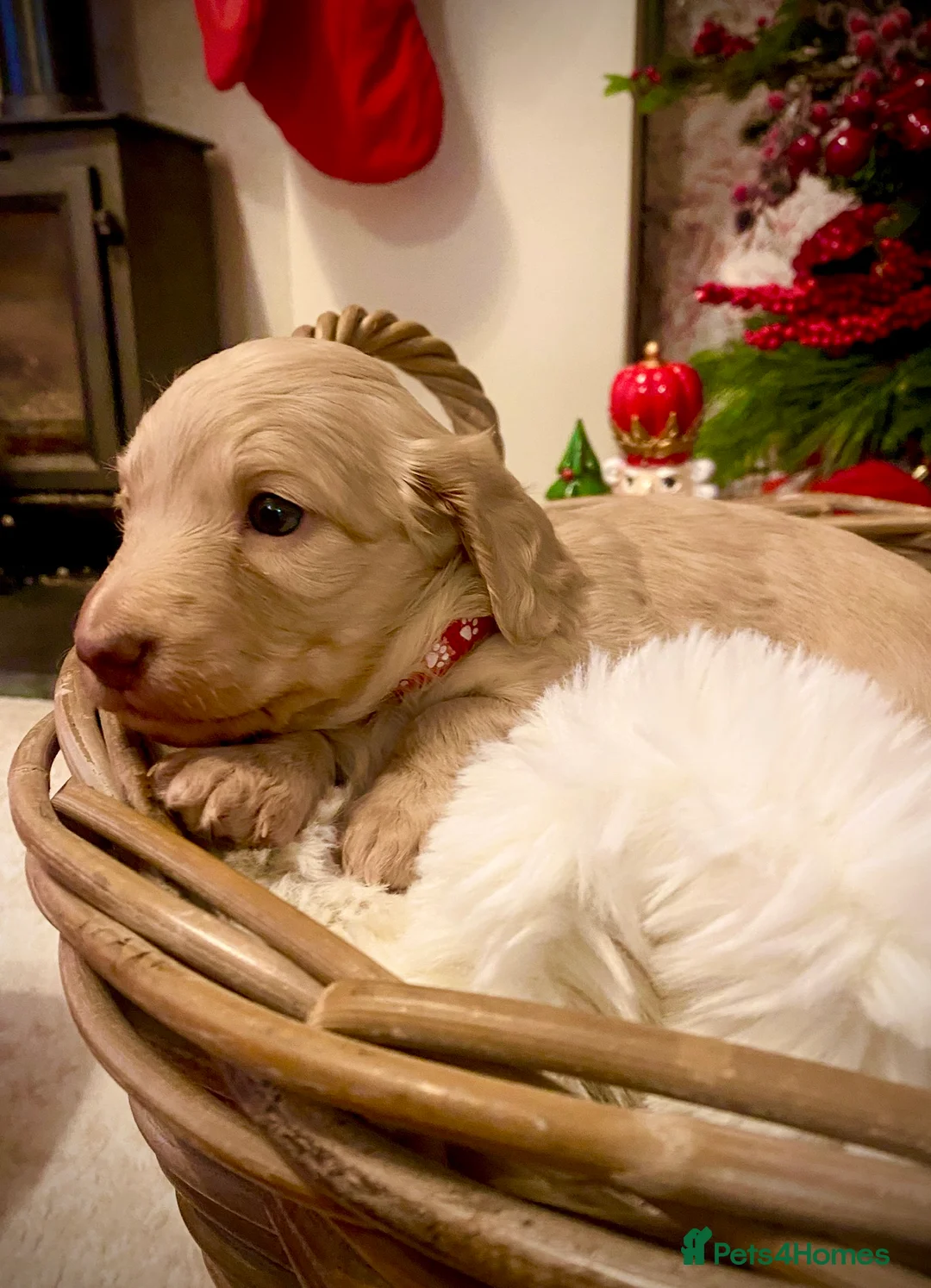 Miniature Dachshund dogs for sale: Long-Haired Miniature Cream Dachshund - Advert 11