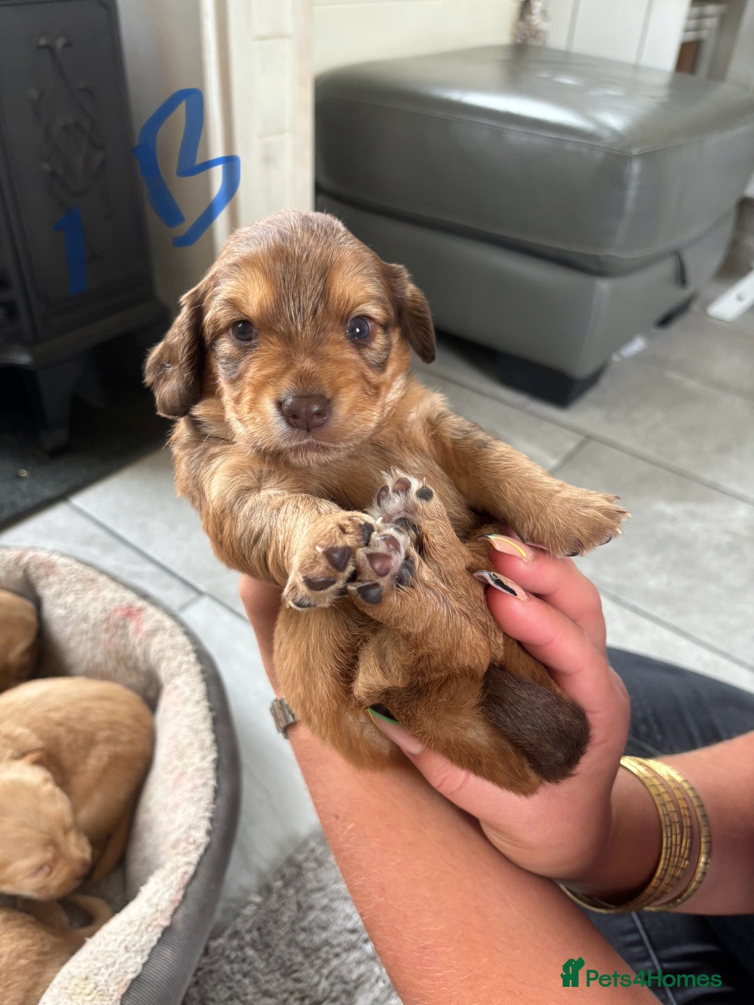 Mixed Breed dogs for sale: BEAUTIFUL CHi- SPANIEL PUPS READY 28TH AUG - Image 14