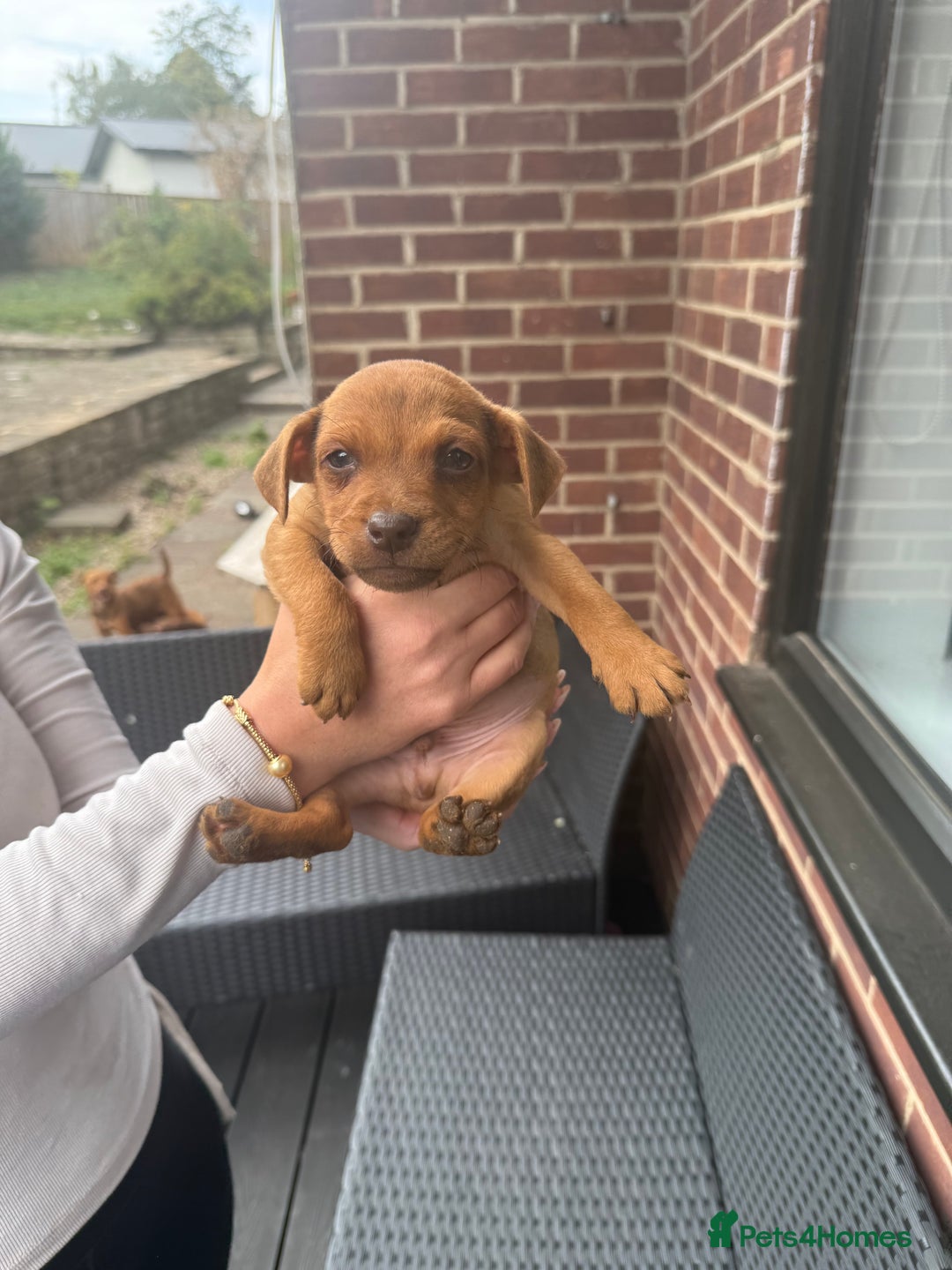 Patterdale Terrier dogs for sale: Patterdale fell terriers  - Image 17