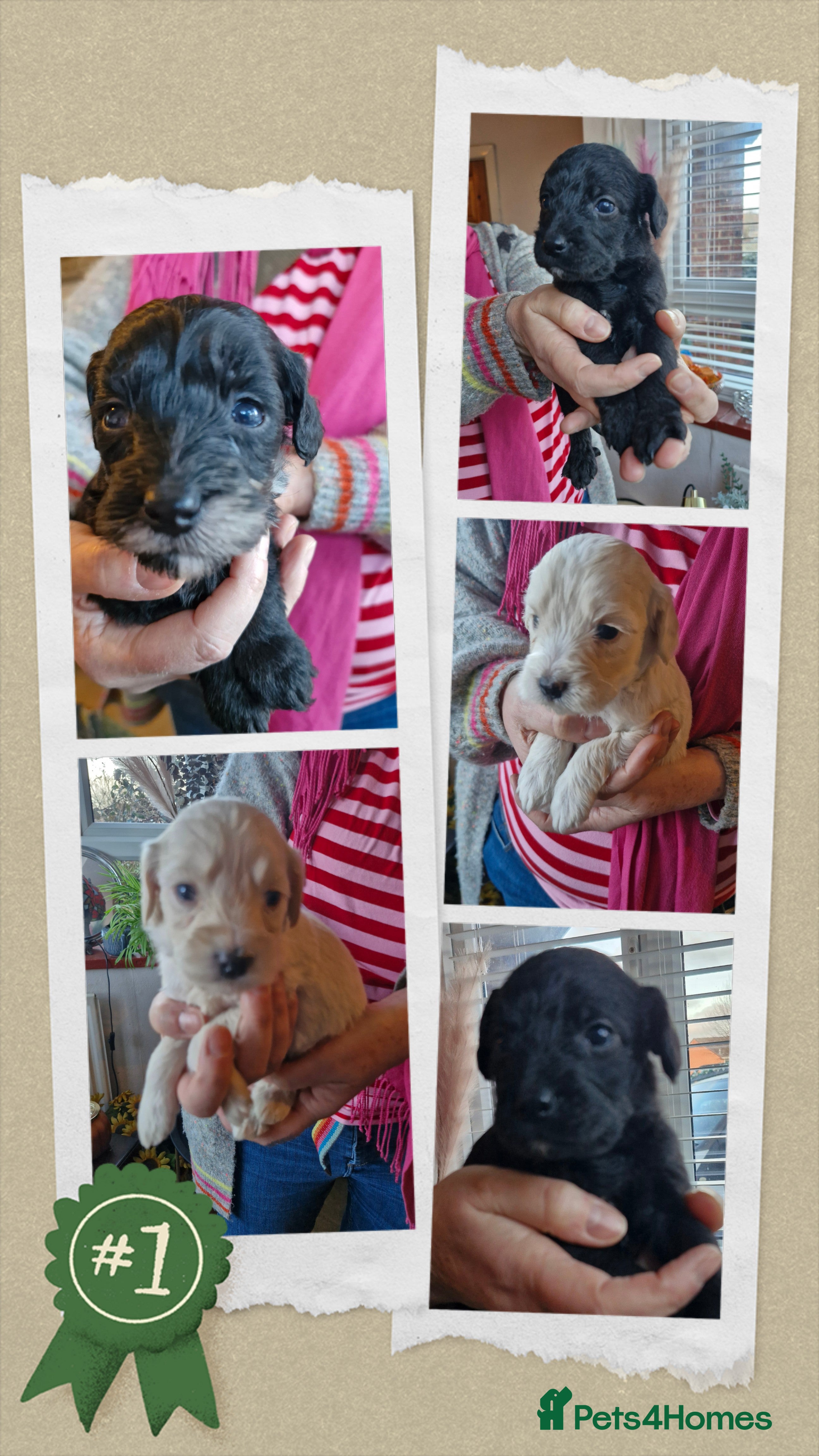Mixed Breed dogs Cockerpoo/Schnoodle/Bischon Puppies  - Advert 2