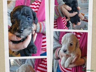 Mixed Breed dogs Cockerpoo/Schnoodle/Bischon Puppies - Advert 11