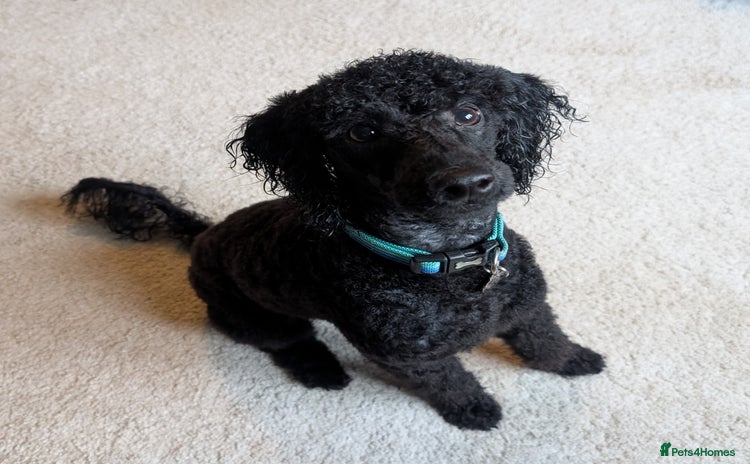 Miniature Poodle dogs - Advert 3