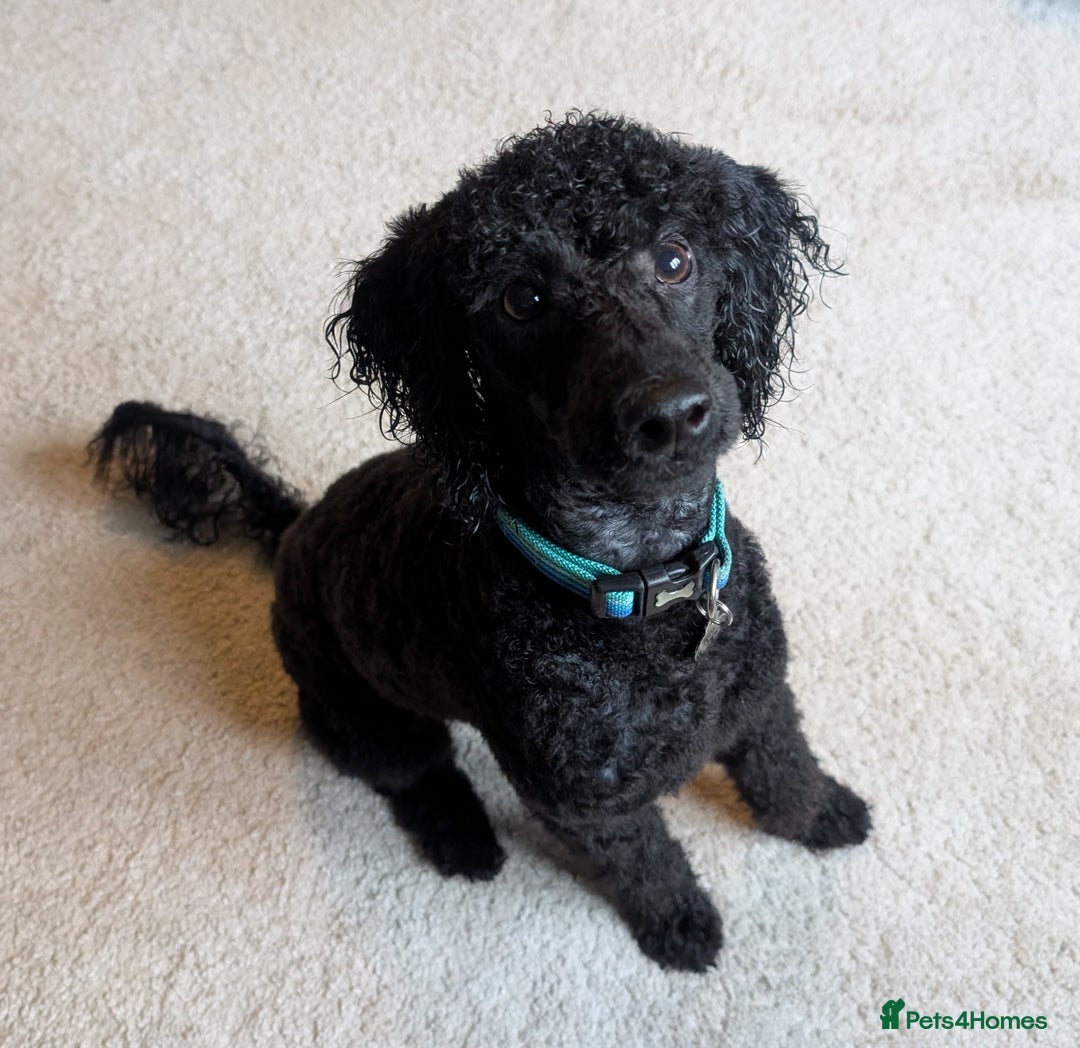 Miniature Poodle dogs for sale: Loving Black Miniature Poodle (2 Years Old) - Image 1