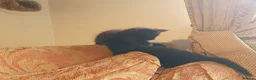 Mixed Breed cats for sale: Beautiful female kitten  - Advert 3
