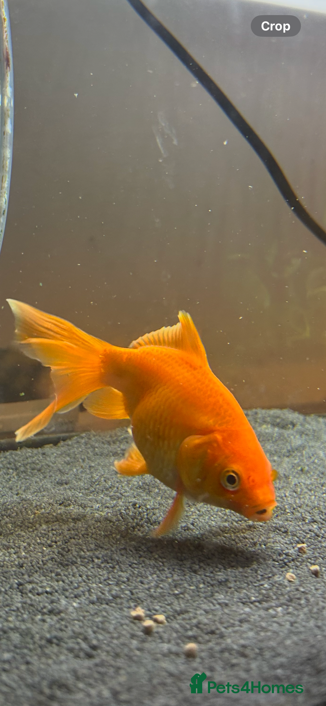 Fancy Goldfish fish for sale: Fancy Goldfish  - Advert 2