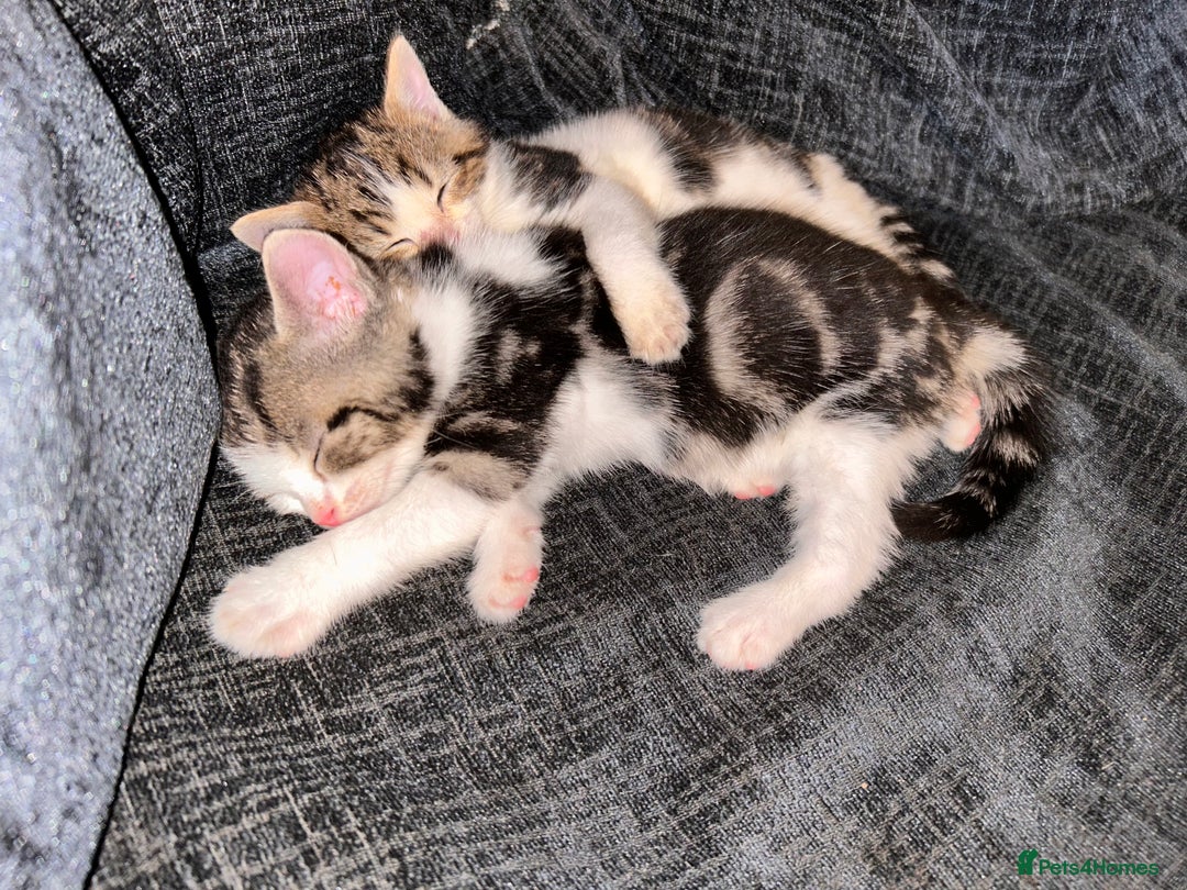 American Shorthair cats for sale: American shorthair x Turkish van kittens  - Image 1